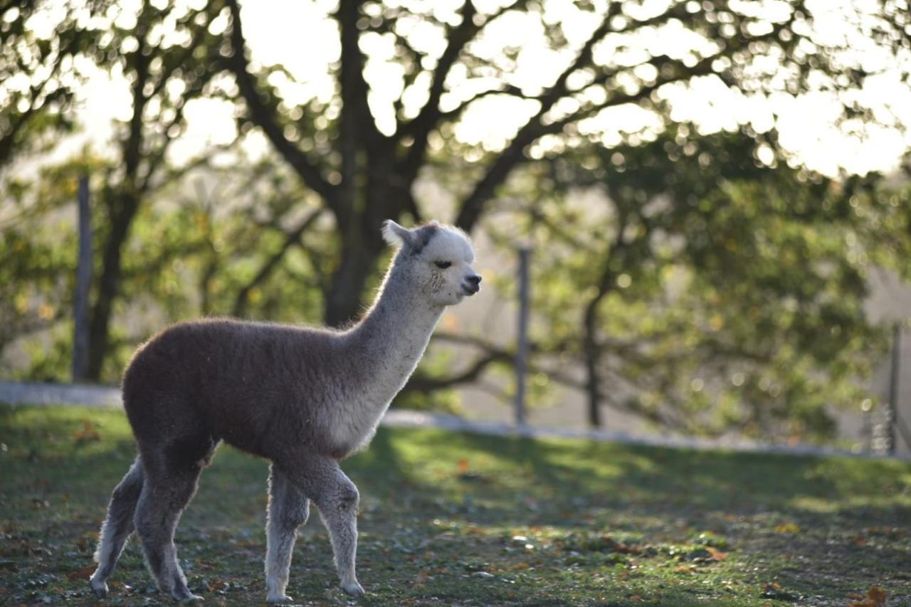 Agriturismo Il Beccafico Alpaca Mengara Ngoại thất bức ảnh